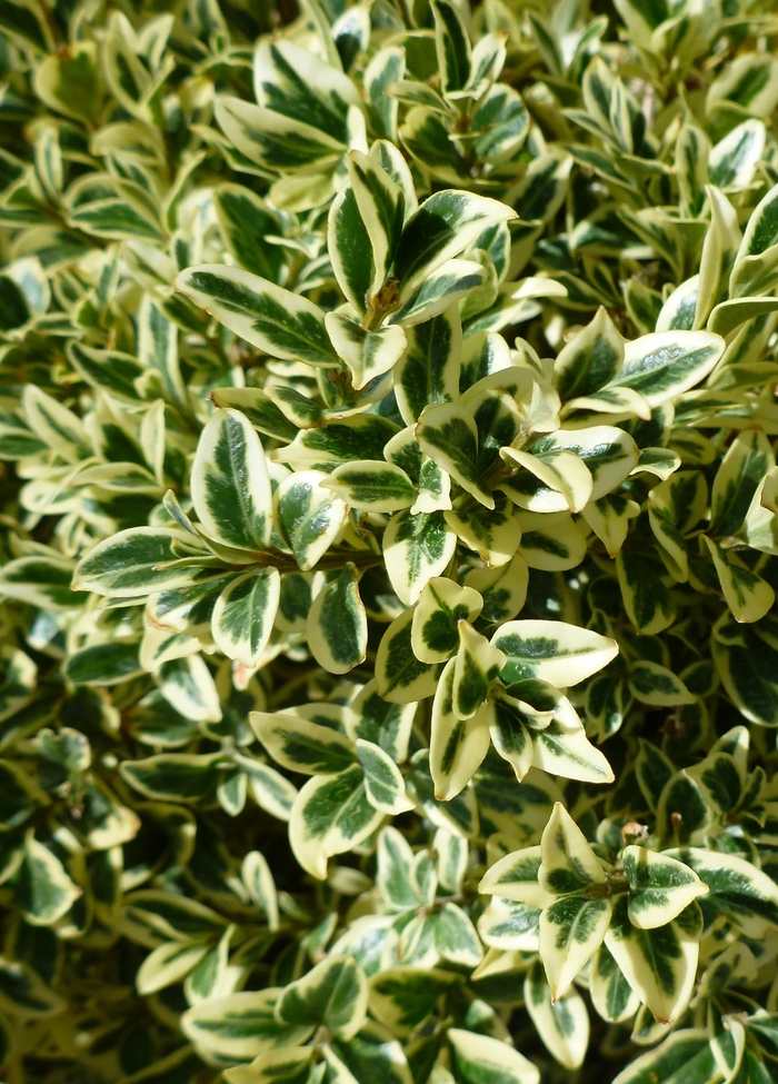 'Aureo-variegata' Boxwood - Buxus sempervirens from Paradise Acres Garden Center