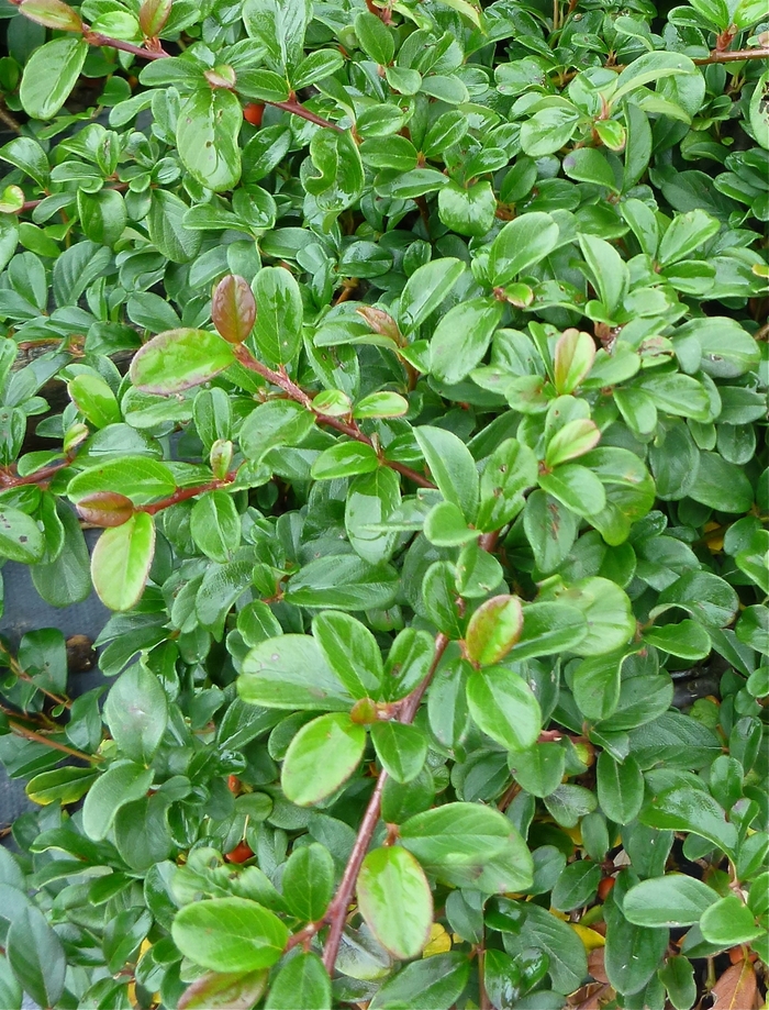 Bearberry Cotoneaster - Cotoneaster dammeri from Paradise Acres Garden Center