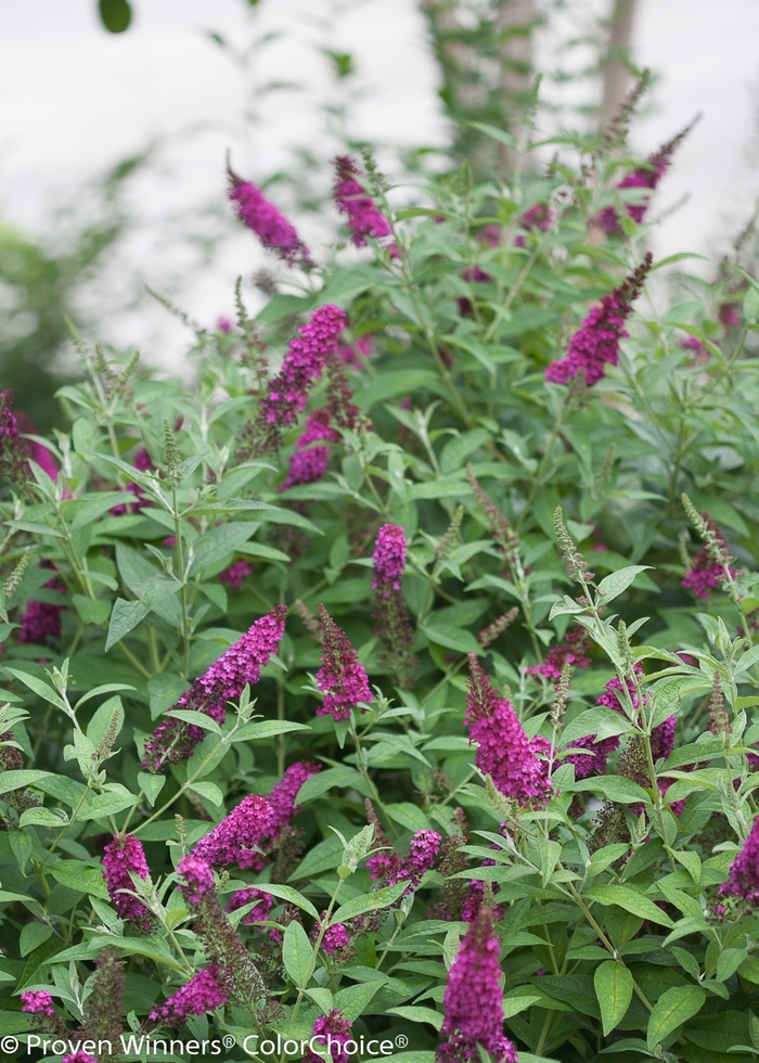 'Miss Molly' Butterfly Bush - Buddleia from Paradise Acres Garden Center