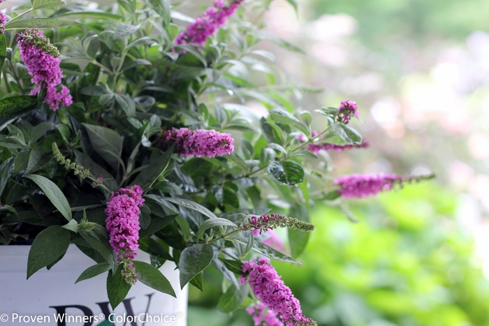 Lo & Behold® 'Pink Micro Chip' - Buddleia (Butterfly Bush) from Paradise Acres Garden Center