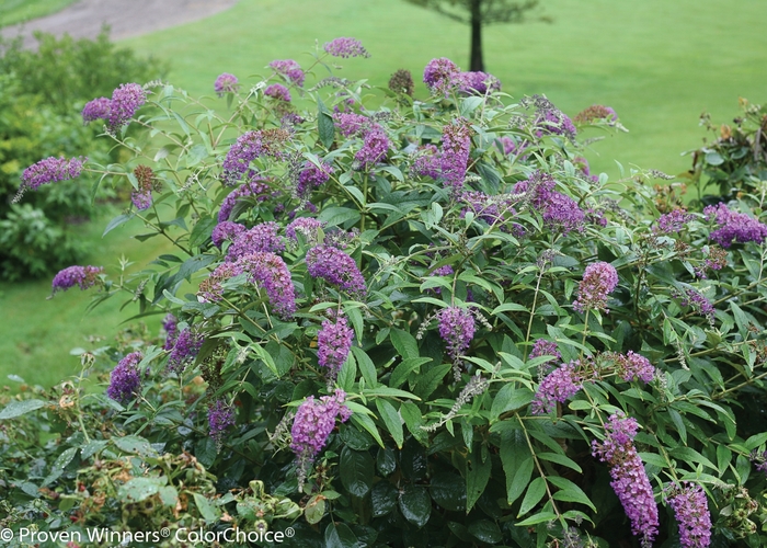 Lo and Behold® 'Purple Haze' - Buddleia (Butterfly Bush) from Paradise Acres Garden Center