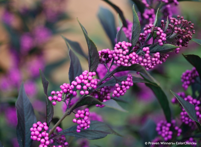 'Pearl Glam®' Beautyberry - Callicarpa from Paradise Acres Garden Center