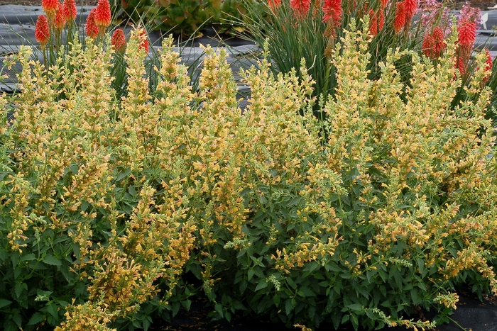Kudos™ 'Yellow' - Agastache (Hummingbird mint) from Paradise Acres Garden Center