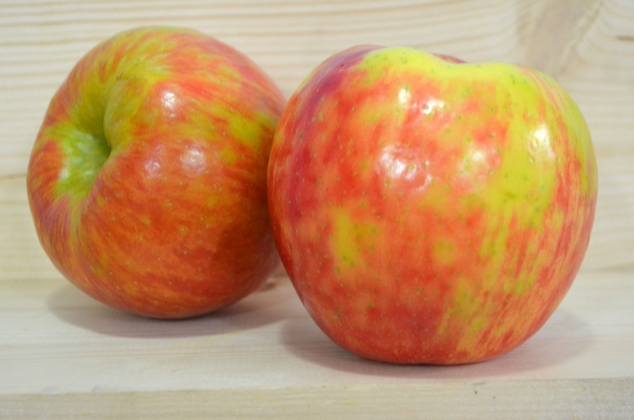 'Honeycrisp' Apple - Malus domestica from Paradise Acres Garden Center