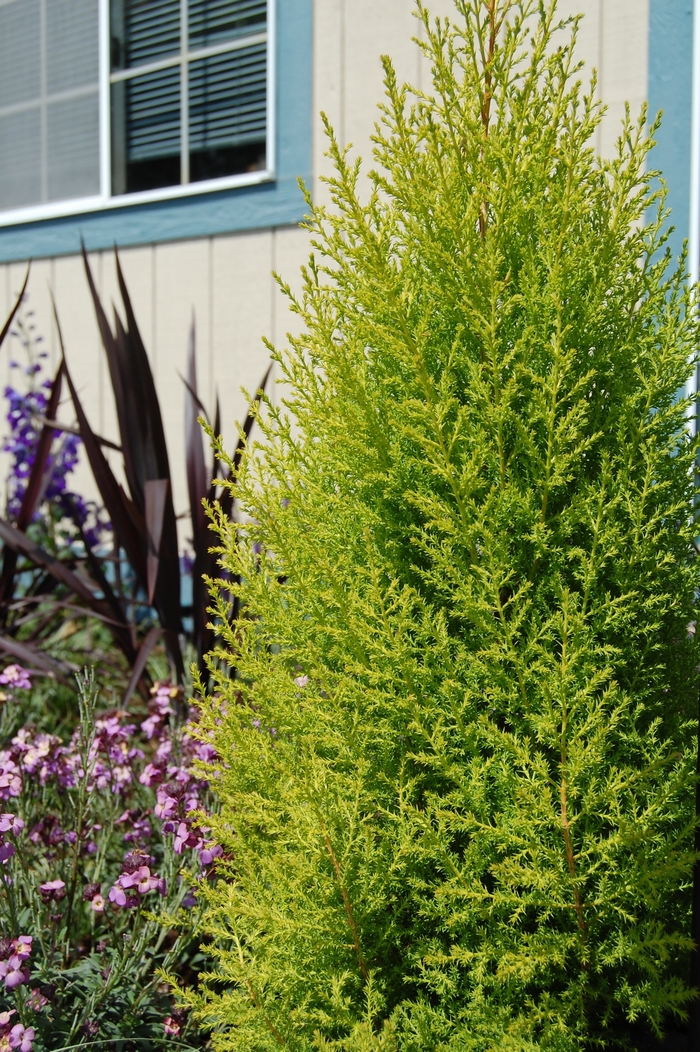 'Wilma Goldcrest' Monterey Cypress - Cupressus macrocarpa from Paradise Acres Garden Center