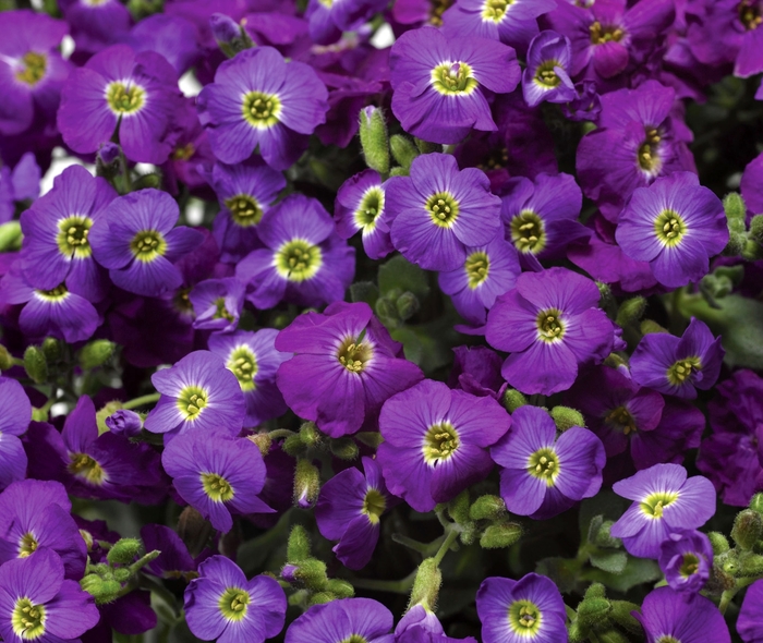 Axcent™ 'Violet with Eye Imp' - Aubrieta (Rock Cress) from Paradise Acres Garden Center