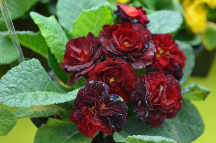 Belarina® 'Valentine' - Primula vulgaris (Primrose) from Paradise Acres Garden Center