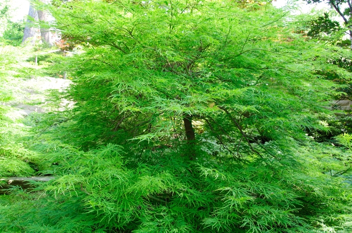 'Viridis' Japanese Maple - Acer palmatum var. dissectum from Paradise Acres Garden Center