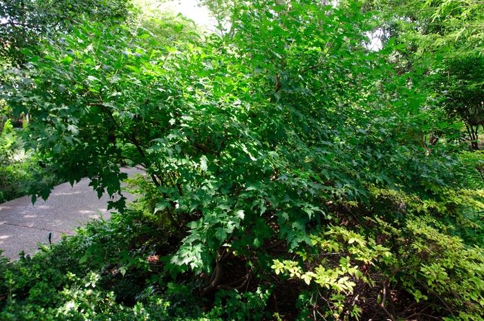 'Flame' Amur Maple - Acer ginnala from Paradise Acres Garden Center