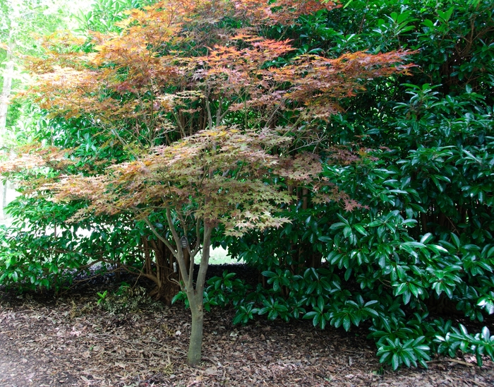 'Fireglow' Japanese Maple - Acer palmatum from Paradise Acres Garden Center