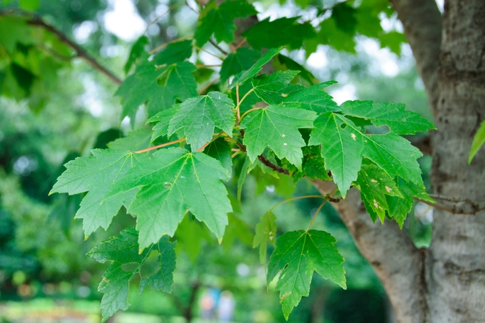 'Sun Valley' Red Maple - Acer rubrum from Paradise Acres Garden Center