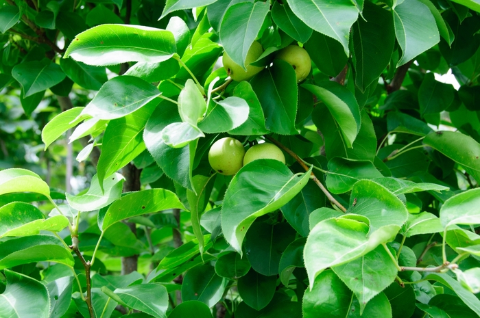 'Shinseiki' Asian Pear - Pyrus pyrifolia from Paradise Acres Garden Center
