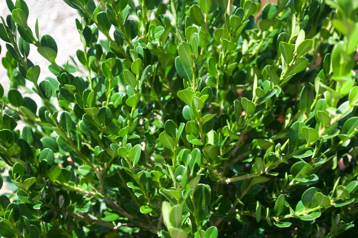 'Winter Gem' Boxwood - Buxus microphylla japonica from Paradise Acres Garden Center