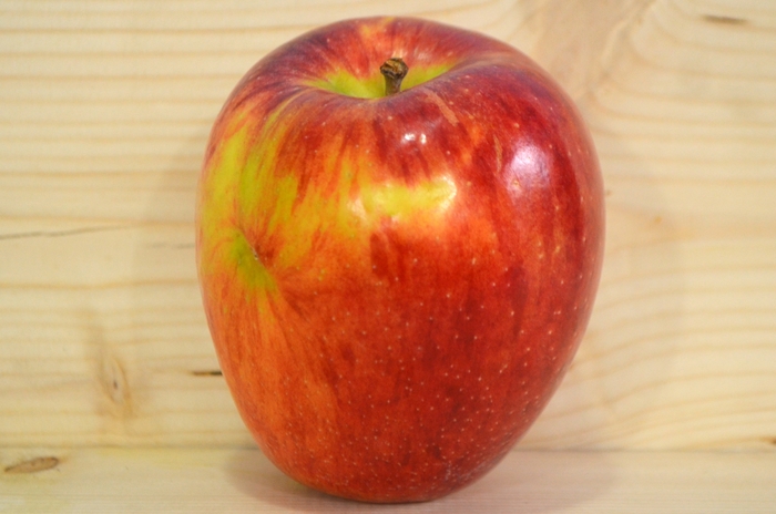 'Braeburn' Apple - Malus domestica from Paradise Acres Garden Center