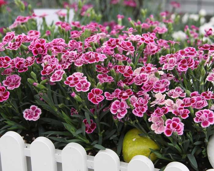 'Pink Kisses™' - Dianthus from Paradise Acres Garden Center