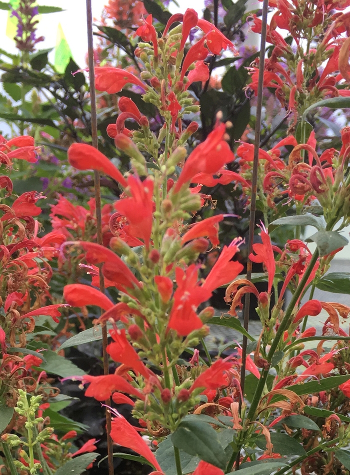 Kudos™ Red - Agastache (Hummingbird mint) from Paradise Acres Garden Center