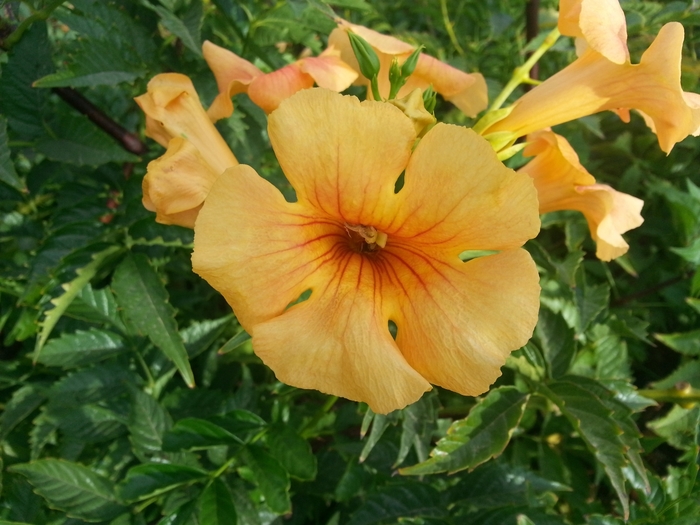 Summer Jazz™ 'Yellow' - Campsis x tagliabuana (Trumpet Vine) from Paradise Acres Garden Center
