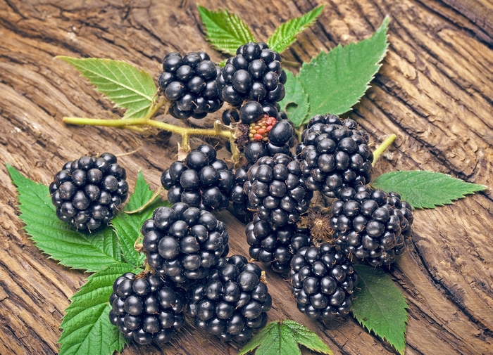 'Navaho' Blackberry - Rubus from Paradise Acres Garden Center