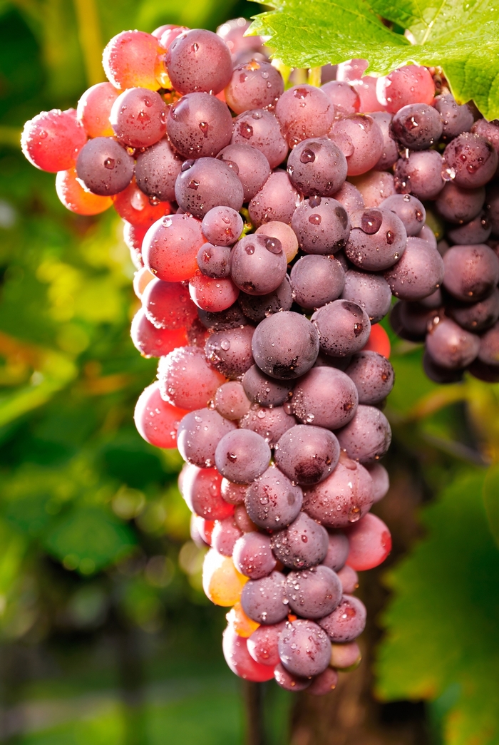 'Reliance' Grape - Vitis vinifera from Paradise Acres Garden Center