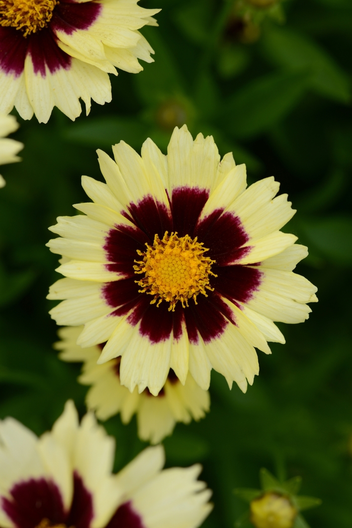 UpTick™ 'Cream & Red' - Coreopsis (Tickseed) from Paradise Acres Garden Center