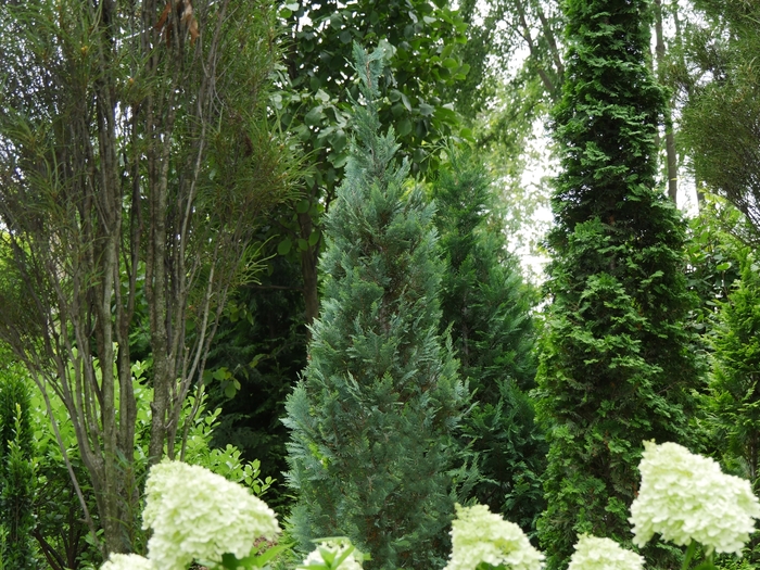 Pinpoint® Blue - Chamaecyparis lawsoniana (False Cypress) from Paradise Acres Garden Center