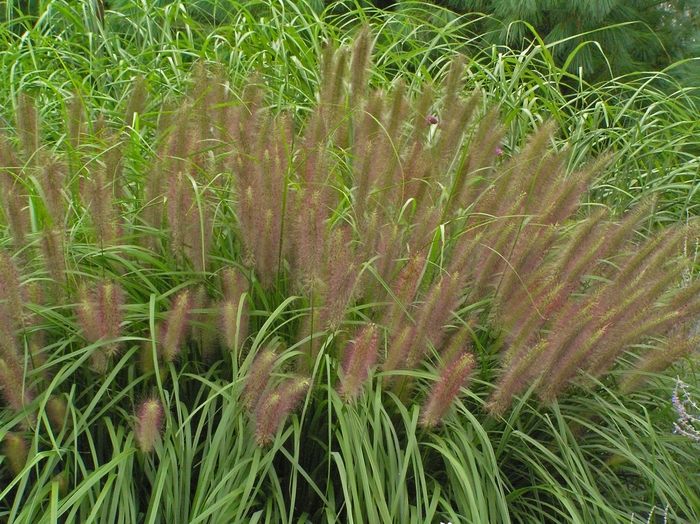 'Red Head' Fountain Grass - Pennisetum alopecuroides from Paradise Acres Garden Center