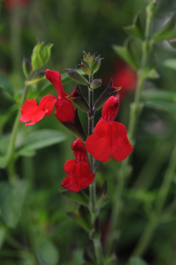 'Radio Red' Autumn Sage - Salvia greggii from Paradise Acres Garden Center
