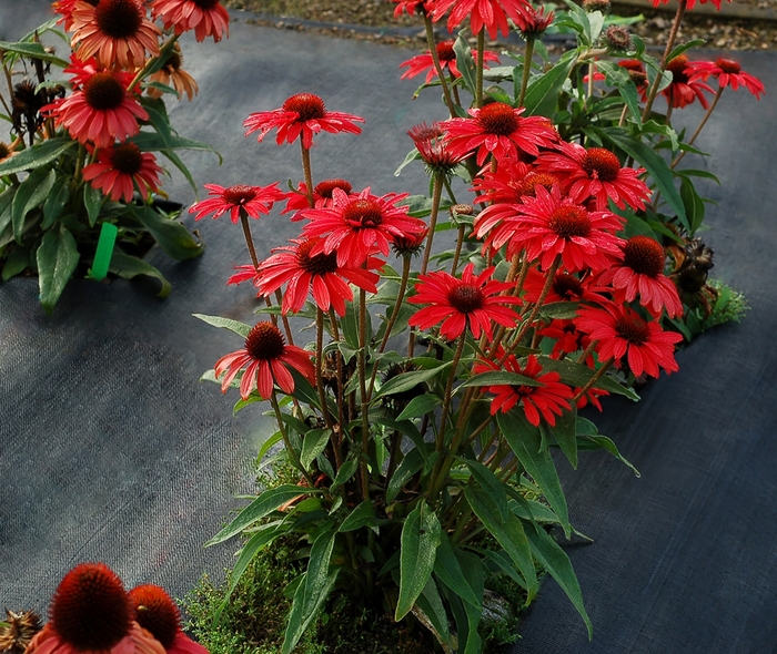 Prima™ 'Ruby' - Echinacea (Coneflower) from Paradise Acres Garden Center