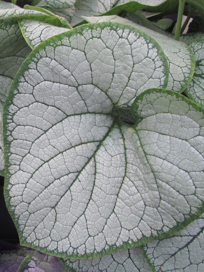 'Silver Heart' - Brunnera macrophylla from Paradise Acres Garden Center