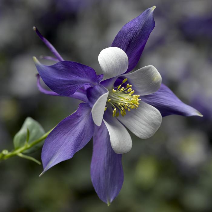 Kirigami™ Deep Blue & White - Aquilegia caerulea (Columbine) from Paradise Acres Garden Center