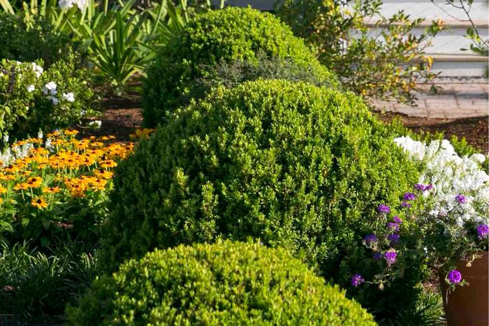 'Baby Gem™' Boxwood - Buxus microphylla var japonica from Paradise Acres Garden Center