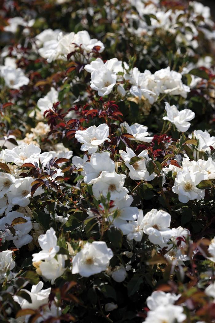 Knock Out® White - Rosa (Rose) from Paradise Acres Garden Center