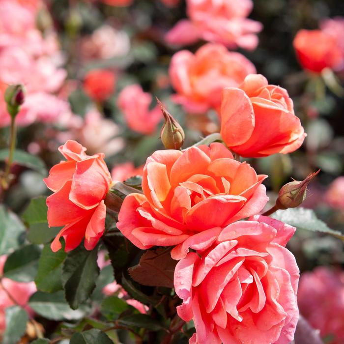 Knock Out® Coral - Rosa (Rose) from Paradise Acres Garden Center