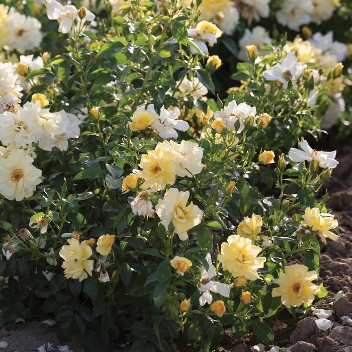 'Lemon Drift®' Rose - Rosa from Paradise Acres Garden Center