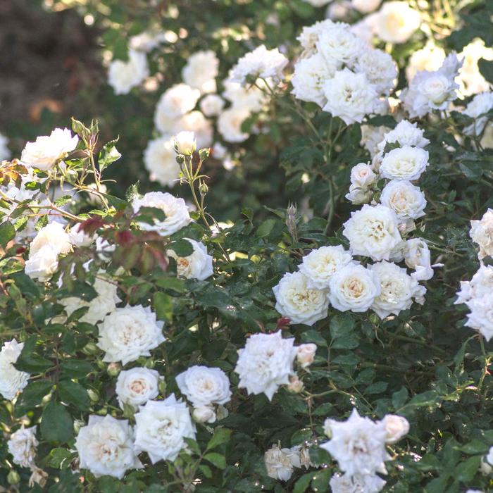 'White Drift®' Rose - Rosa from Paradise Acres Garden Center