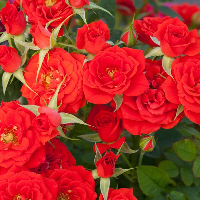 Sunblaze® Autumn - Rosa (Rose) from Paradise Acres Garden Center