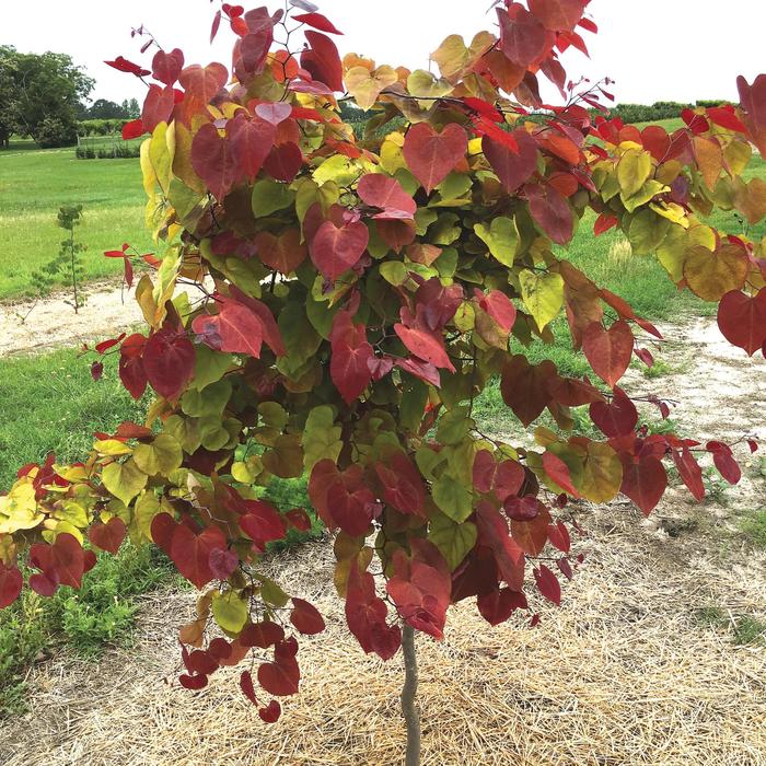 'Flame Thrower®' Redbud - Cercis canadensis from Paradise Acres Garden Center