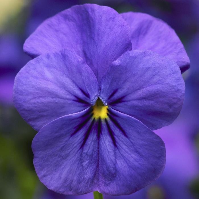 Deltini™ 'Blue' - Viola cornuta (Pansy) from Paradise Acres Garden Center