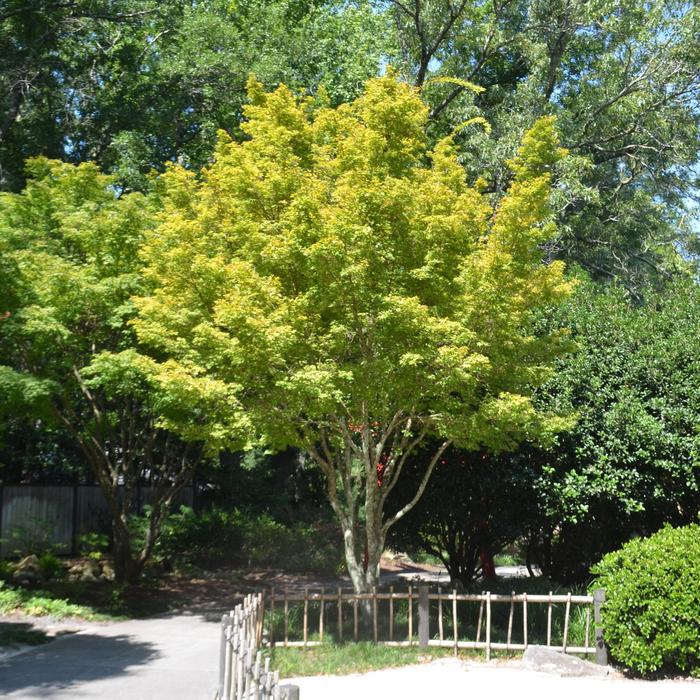 'Sango kaku' Japanese Maple - Acer palmatum from Paradise Acres Garden Center