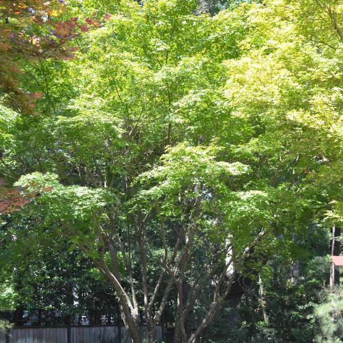 Japanese Maple - Acer palmatum from Paradise Acres Garden Center
