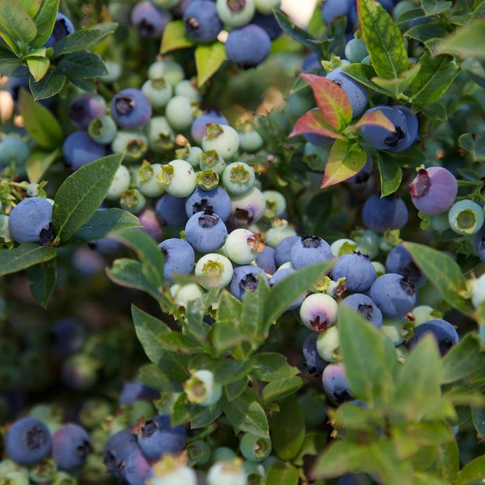 Bushel and Berry® 'Jelly Bean®' - Vaccinium (Blueberry) from Paradise Acres Garden Center