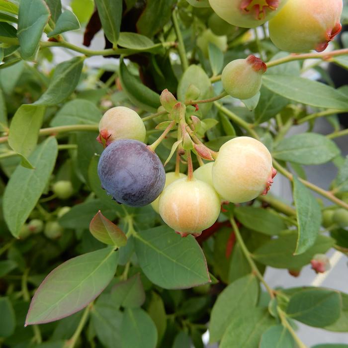 Bushel and Berry® 'Sapphire Cascade' - Vaccinium (Blueberry) from Paradise Acres Garden Center