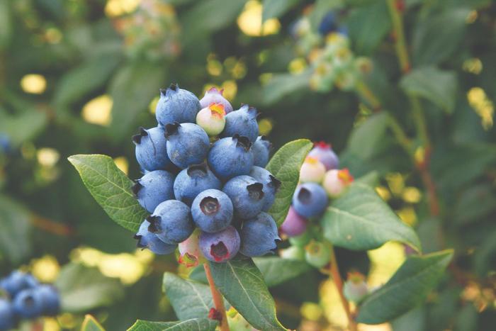 Bushel and Berry® 'Perpetua®' - Vaccinium (Blueberry) from Paradise Acres Garden Center