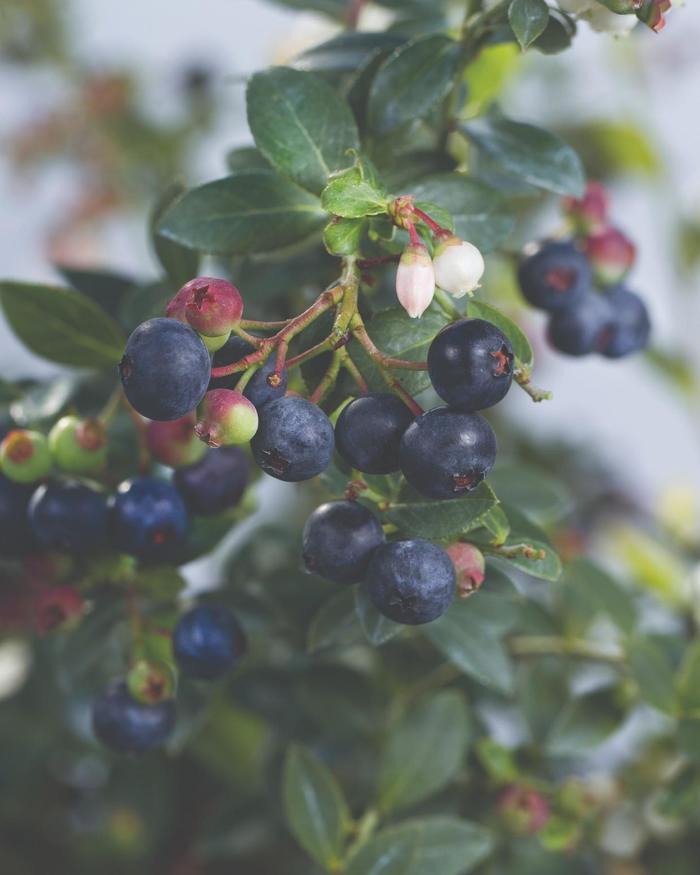 Bushel and Berry® 'Blueberry Buckle®' - Vaccinium (Blueberry) from Paradise Acres Garden Center