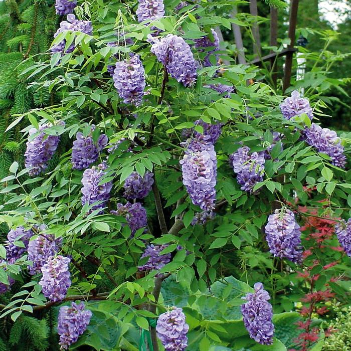 ''Amethyst Falls'' American Wisteria - Wisteria frutescens from Paradise Acres Garden Center