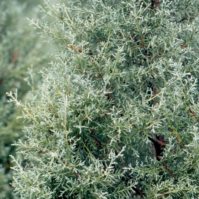 'Carolina Sapphire' Arizona Cypress - Cupressus arizonica from Paradise Acres Garden Center