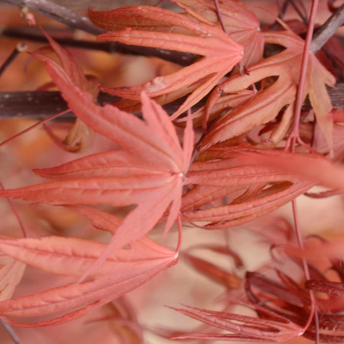 'Emperor 1®' Japanese Maple - Acer palmatum from Paradise Acres Garden Center