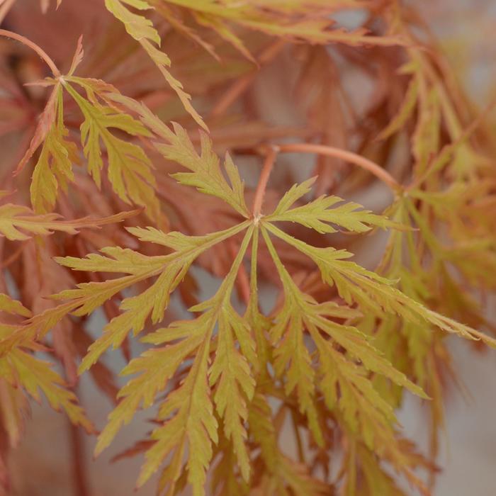 'Orangeola' Japanese Maple - Acer palmatum var. dissectum from Paradise Acres Garden Center