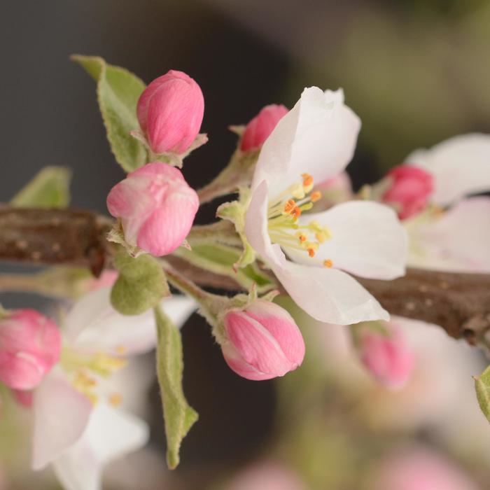 'Pink Lady®' Apple - Malus domestica from Paradise Acres Garden Center