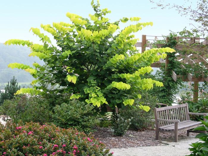 'Hearts of Gold' Redbud - Cercis canadensis from Paradise Acres Garden Center